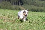 BERGER AUSTRALIEN PUPPIES 036